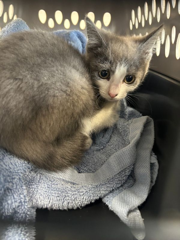 Horseradish thumbnail 2