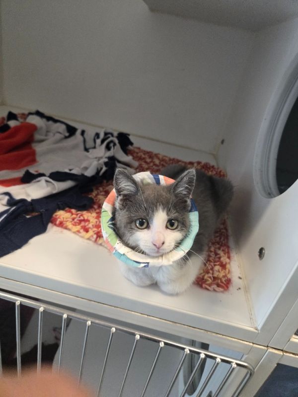 Horseradish thumbnail 3