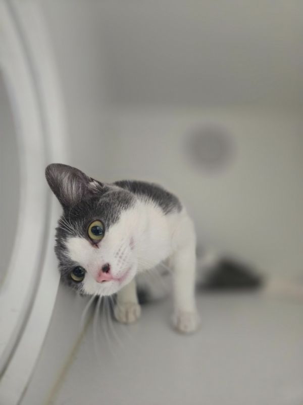 Horseradish thumbnail 4