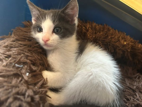 Marshmallow thumbnail 2