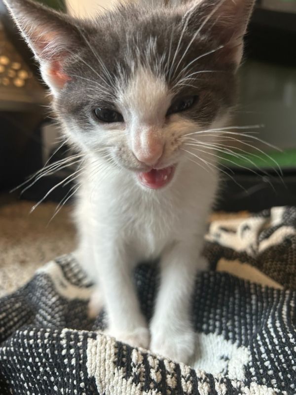 Marshmallow thumbnail 3