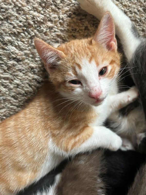 Sweet Potato thumbnail 2