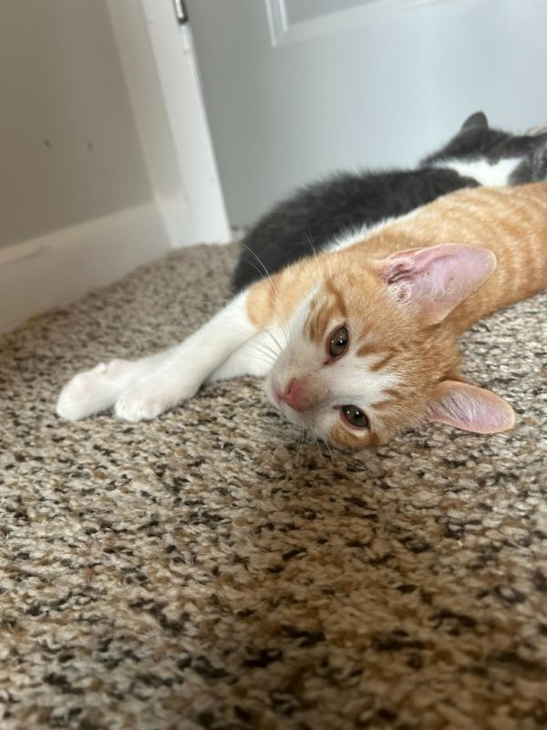 Sweet Potato thumbnail 3