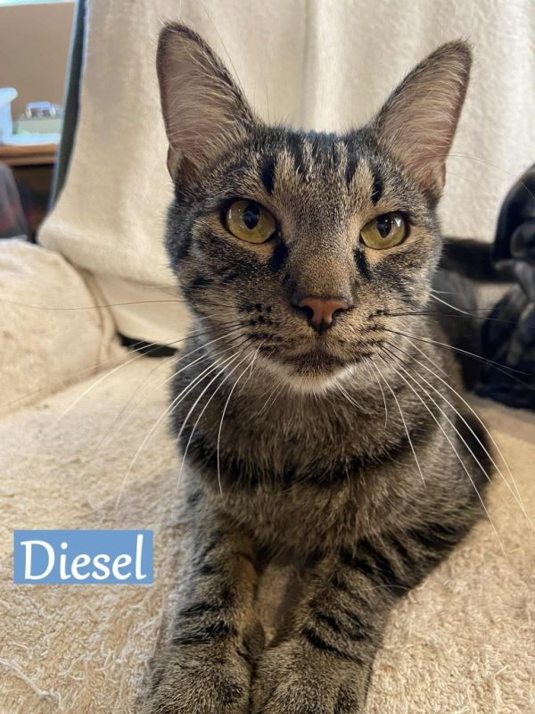 Diesel