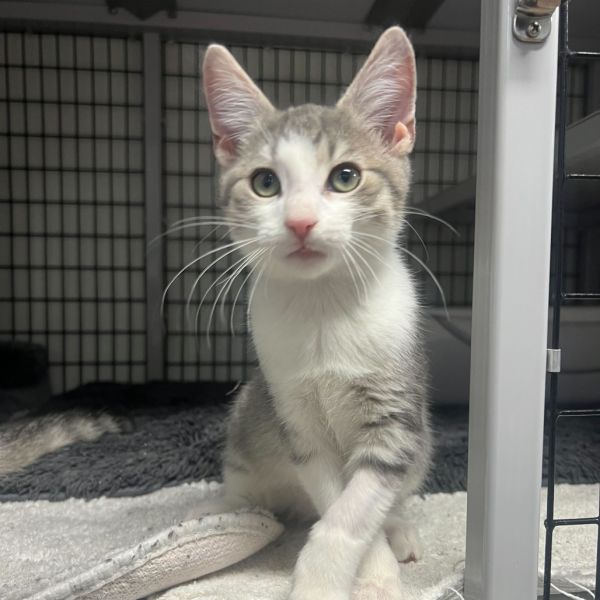 Deviled Egg thumbnail 3