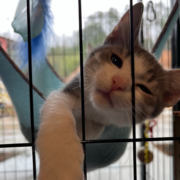 Deviled Egg thumbnail 4