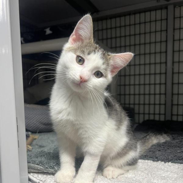 Cranberry Sauce thumbnail 2