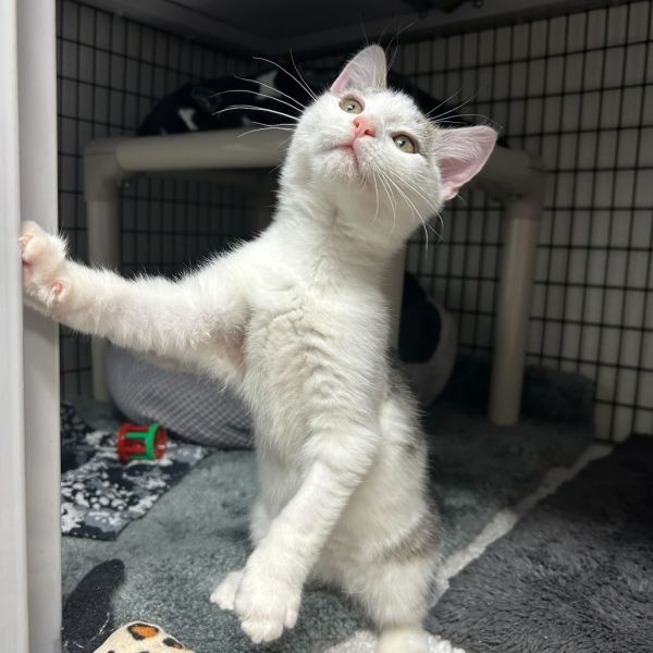 Cranberry Sauce thumbnail 3