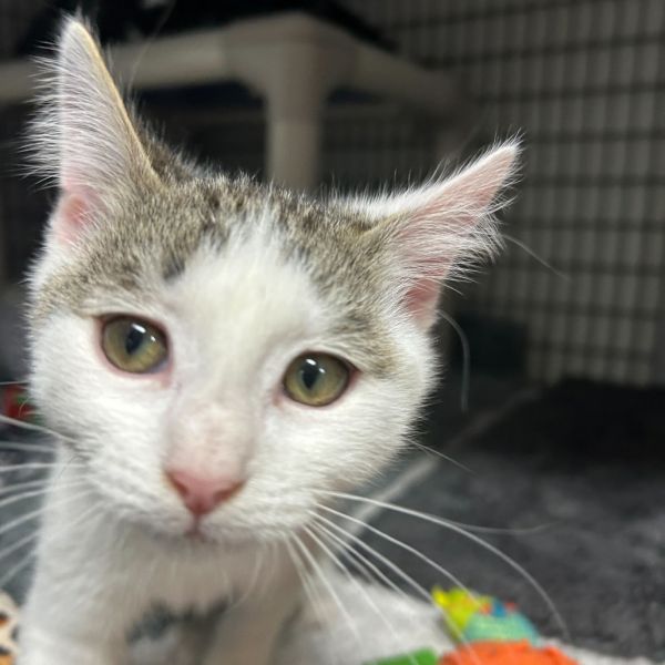 Cranberry Sauce thumbnail 4