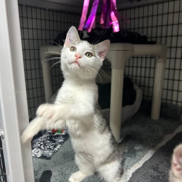 Cranberry Sauce thumbnail 5