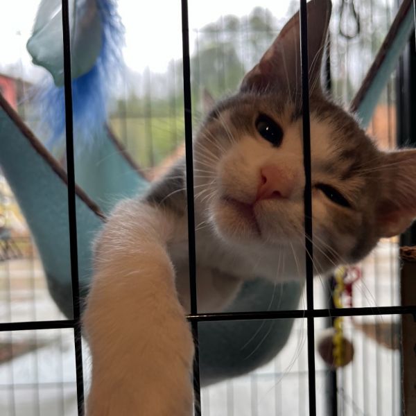 Cranberry Sauce thumbnail 6