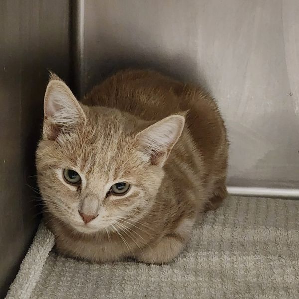 Kingsley thumbnail 2