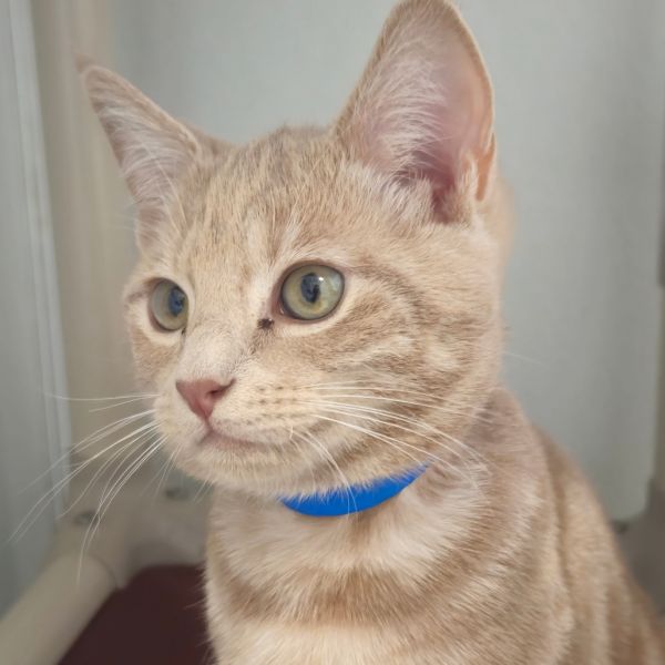 Kingsley thumbnail 3