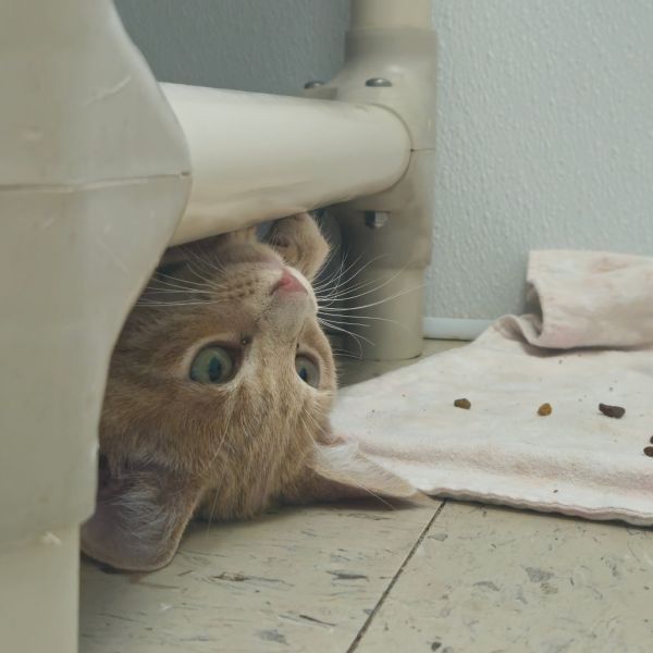 Kingsley thumbnail 4