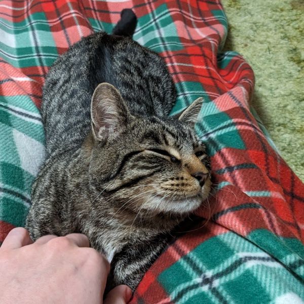 Franklin Beans thumbnail 4