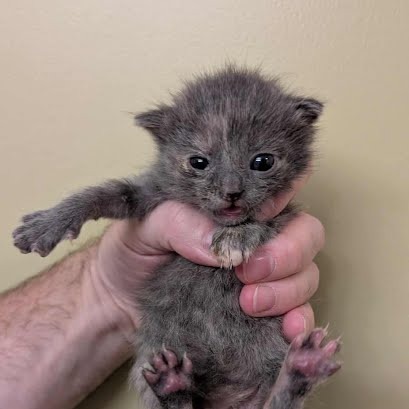 Cinnamon thumbnail 2