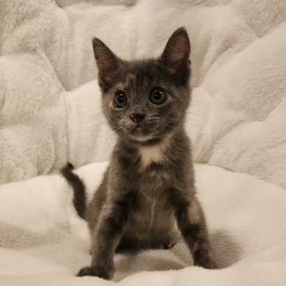 Cinnamon thumbnail 3