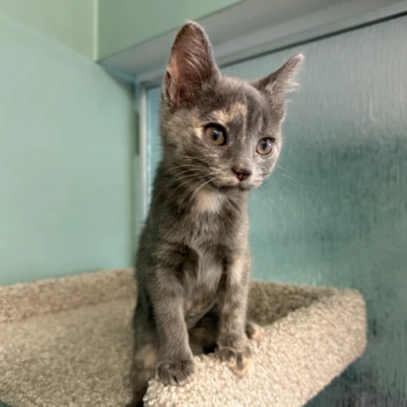 Cinnamon thumbnail 4