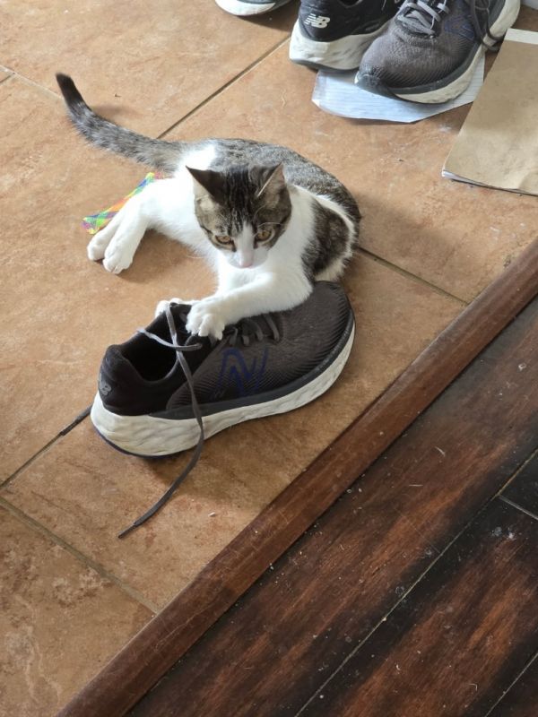 Oberon  Nymphadora thumbnail 2