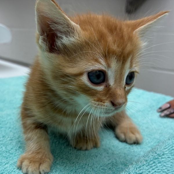 Moriarti thumbnail 2