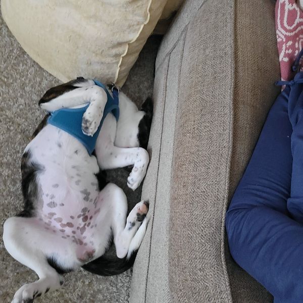 Line Butt thumbnail 2