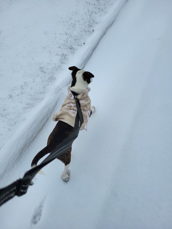 Line Butt thumbnail 3