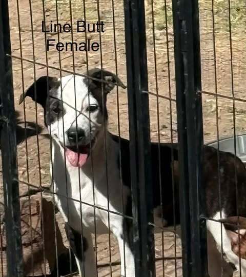 Line Butt thumbnail 4