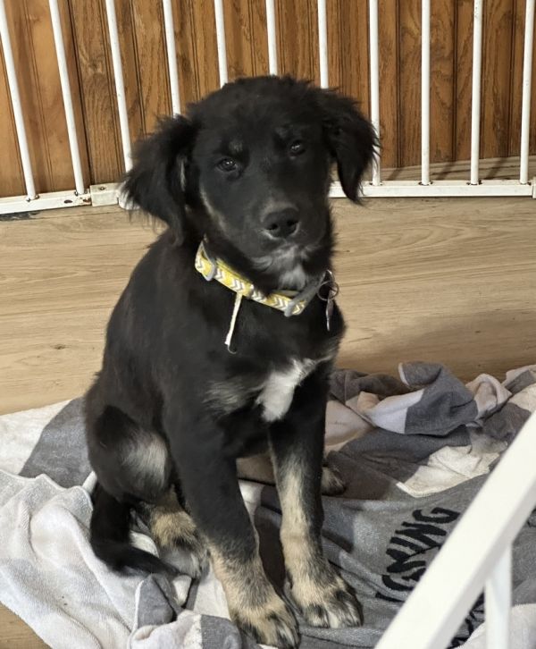 Det Joe Fontana thumbnail 2