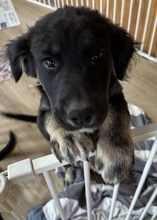 Det Joe Fontana thumbnail 3