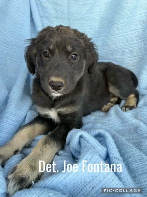 Det Joe Fontana thumbnail 4