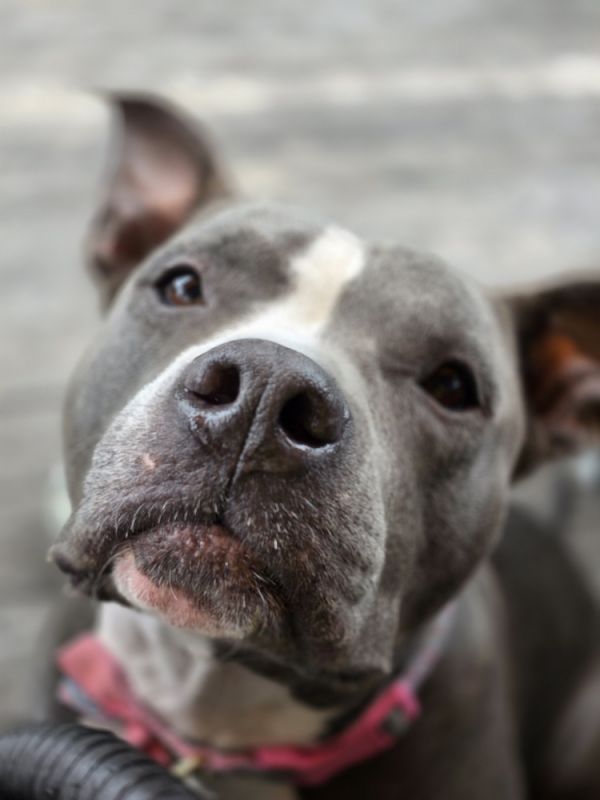 Ellie Electric thumbnail 2