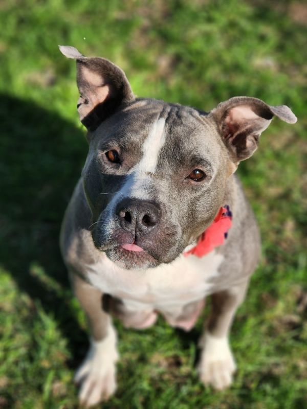 Ellie Electric thumbnail 4