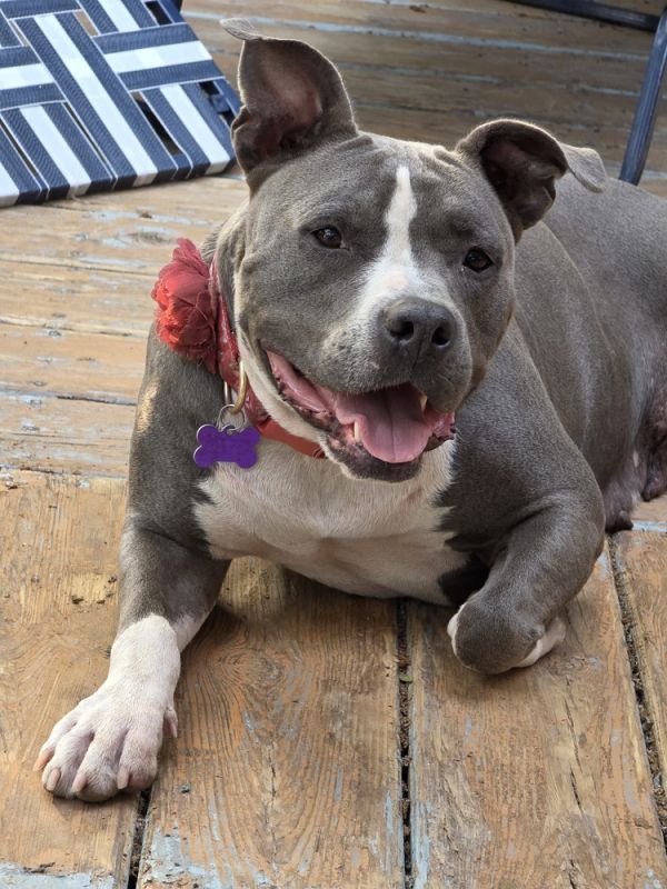 Ellie Electric thumbnail 5