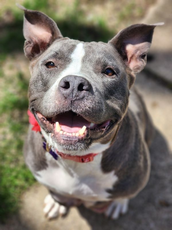 Ellie Electric thumbnail 6