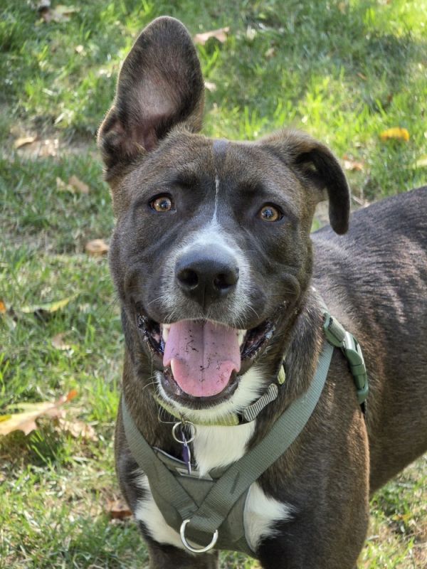 Toasted Smores thumbnail 2