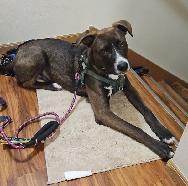 Toasted Smores thumbnail 3