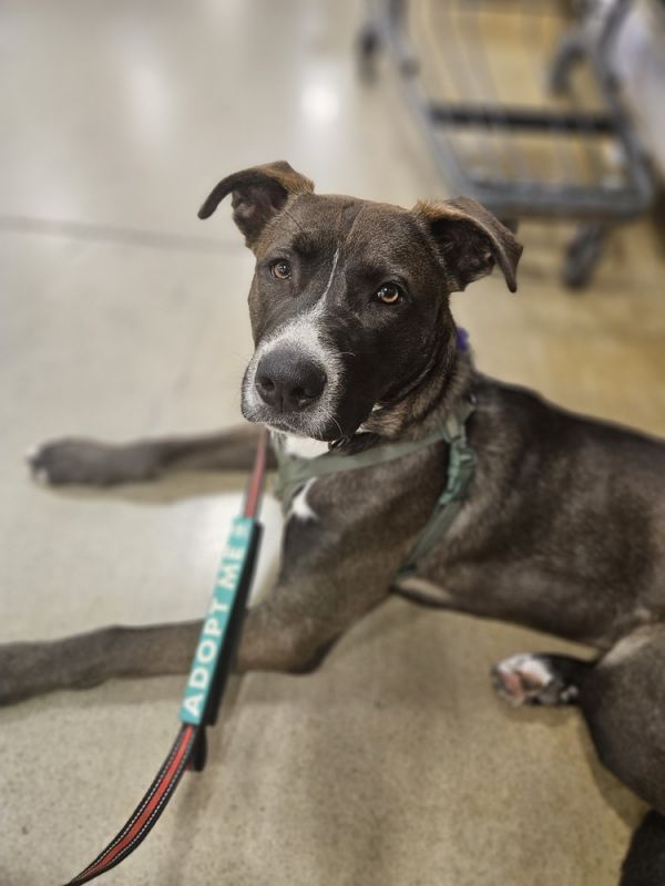 Toasted Smores thumbnail 4