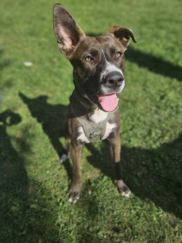 Toasted Smores thumbnail 5