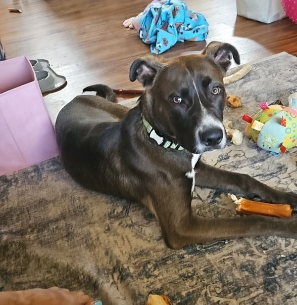 Toasted Smores thumbnail 6