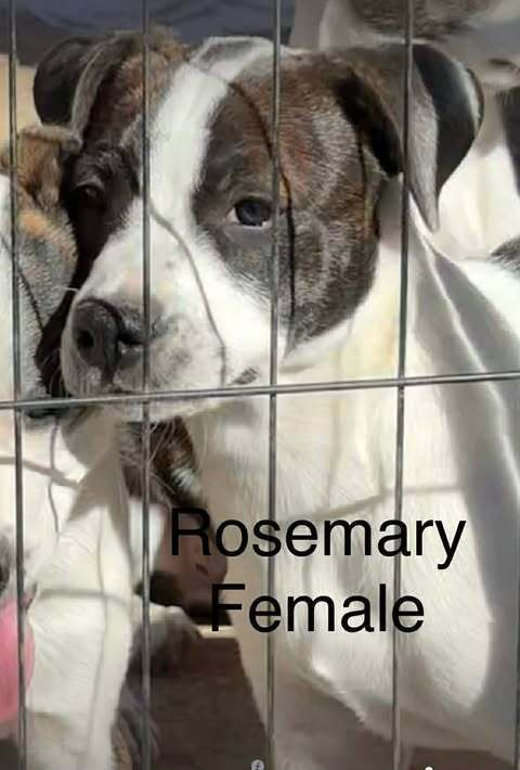 Rosemary Clooney thumbnail 2