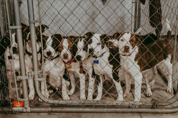 Rosemary Clooney thumbnail 4