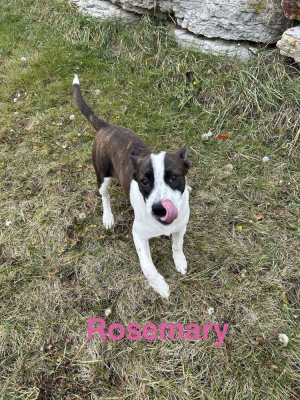 Rosemary Clooney thumbnail 5