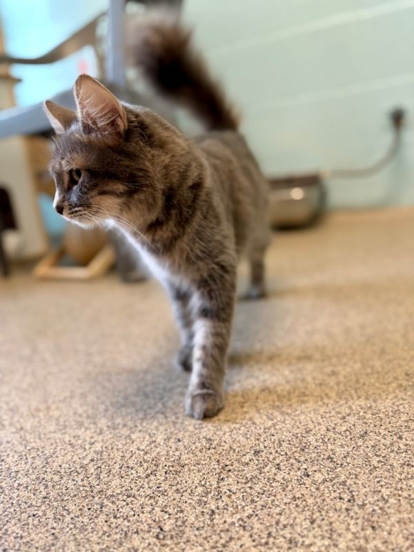 Chamomile thumbnail 2