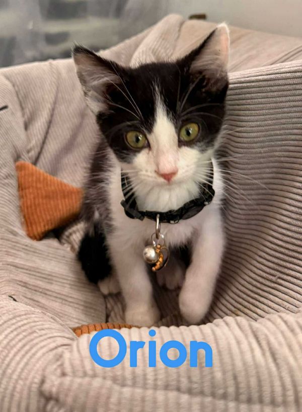Orion