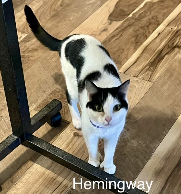 Hemmingway