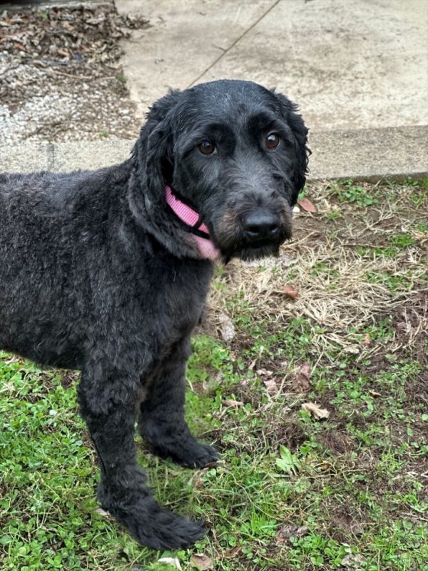 Charolette thumbnail 2