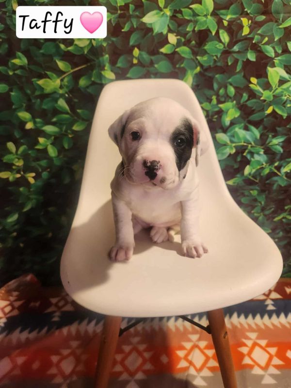 Taffy Bh thumbnail 2