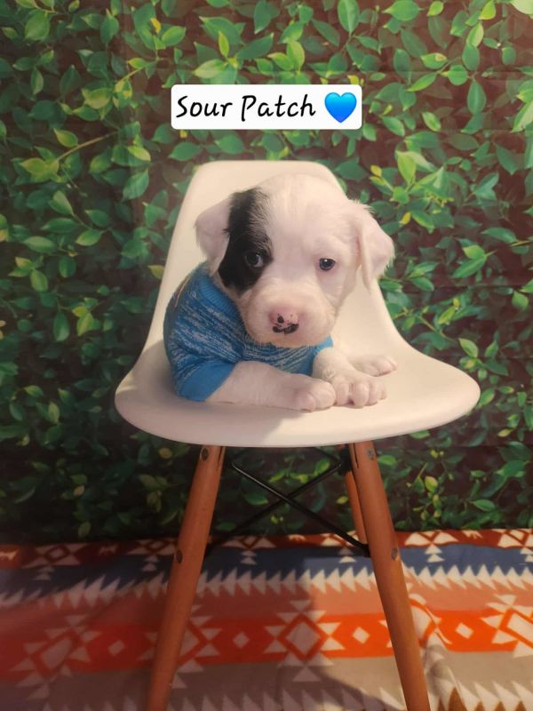 Sour Patch Bh thumbnail 2