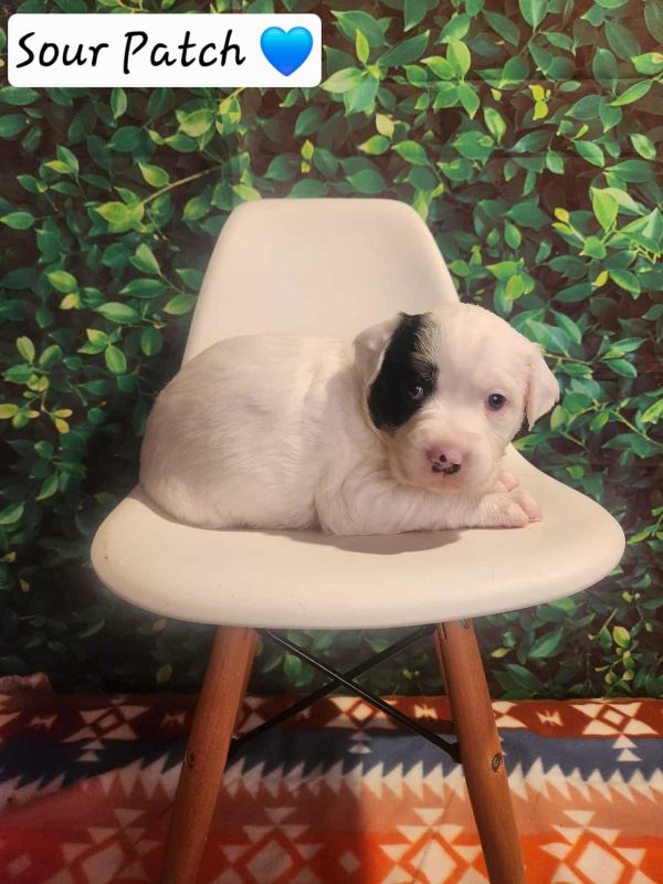 Sour Patch Bh thumbnail 3