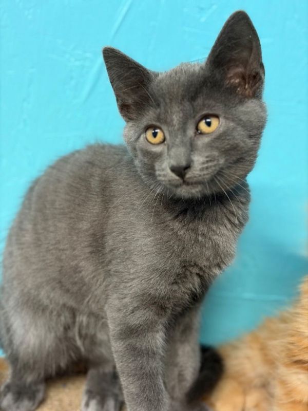 Silverado thumbnail 2